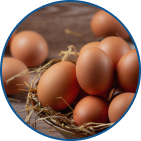 Egg