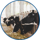 Livestock (Animals & Birds)