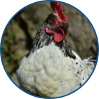 Birds for meat